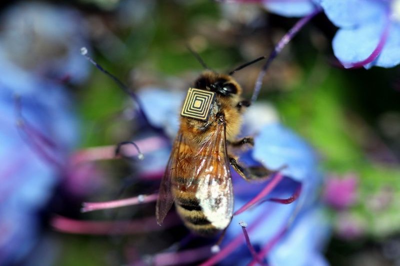 כ-5,000 דבורים תקבלנה משדר זעיר כמו זה הנראה בתמונה, לצורך המחקר. בהמשך הכוונה להרחיבו לחרקים נוספים כמו יתושים וזבובי פירות