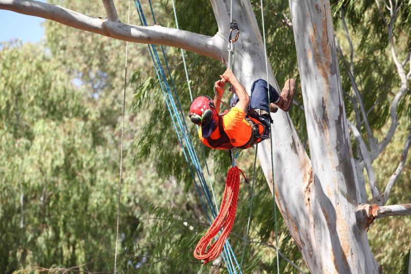 Tree Climbing Israel