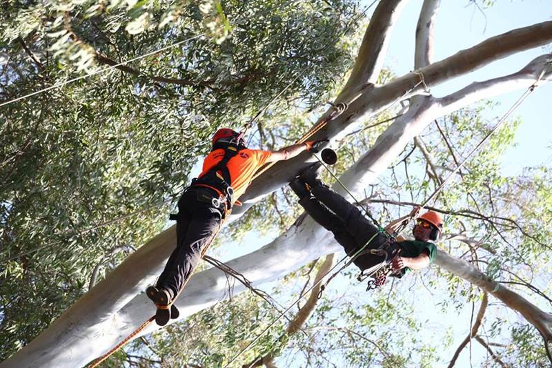 אליפות ישראל בטיפוס עצים