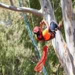 Tree Climbing Israel