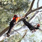 אליפות ישראל בטיפוס עצים