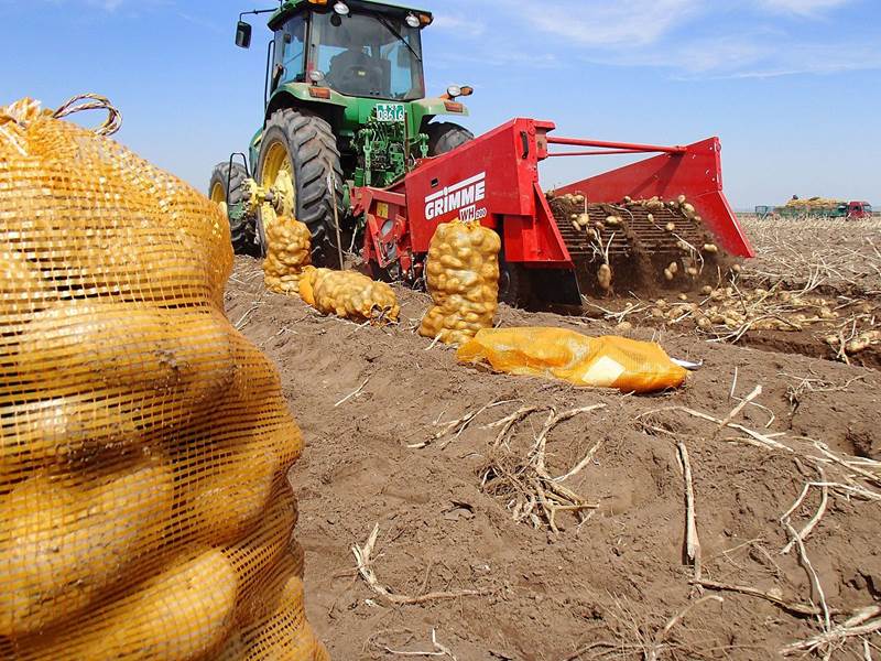 הוצאת תפוחי אדמה בסין, באמצעות ציוד של Grimme